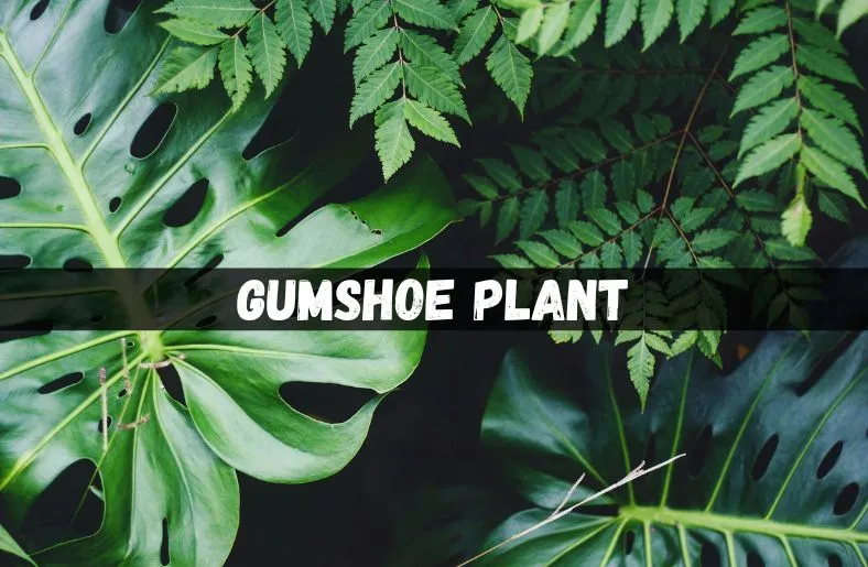 gumshoe plant