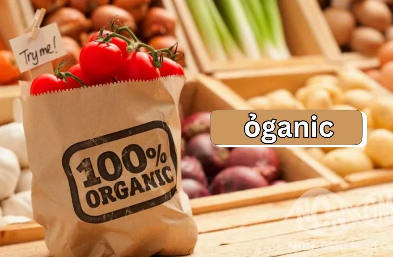 ỏganic Options | Top Picks for a Healthier Diet