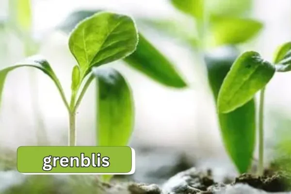 Grenblis | The Green Miracle for Health and Cooking