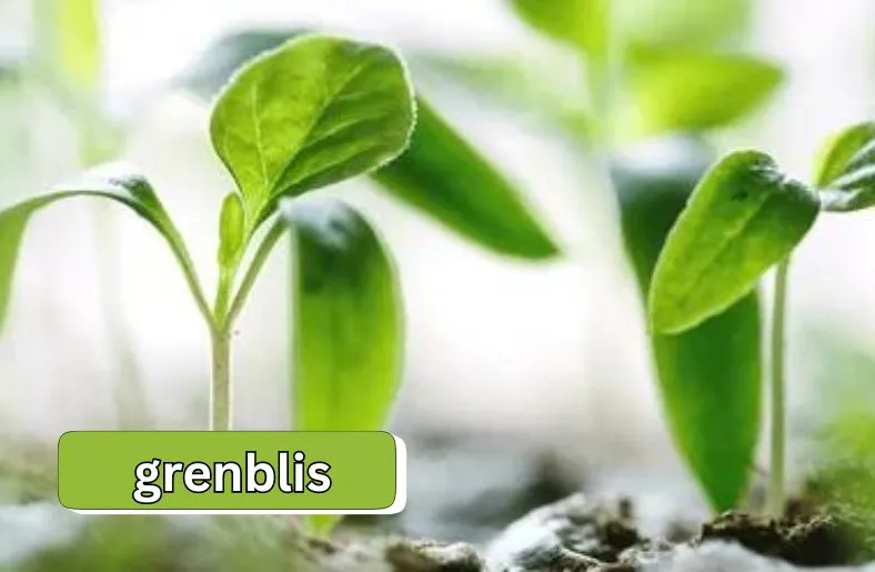 Grenblis | The Green Miracle for Health and Cooking