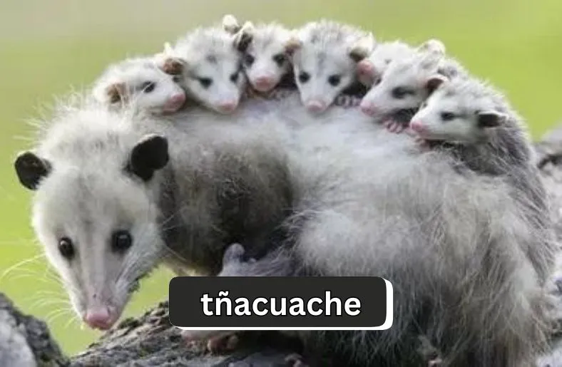 Tñacuache | Nature's Trickster and Survivalist